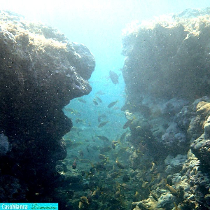 corridor in shallow reef