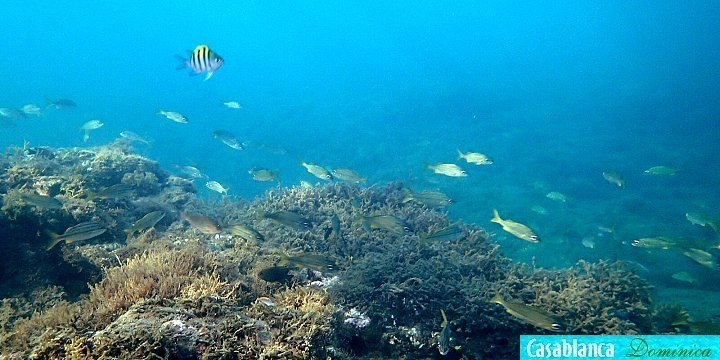 fish on shallow reef