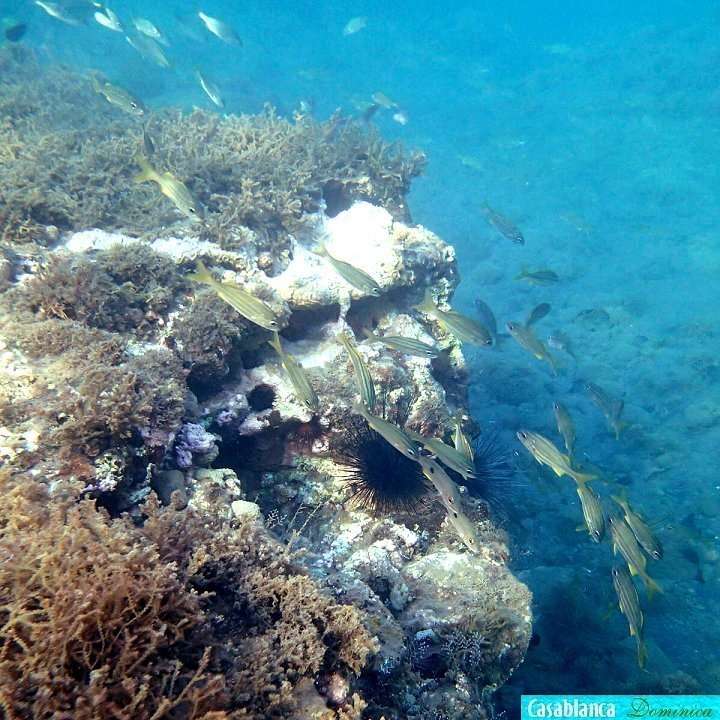 fish along edge of shallow reef