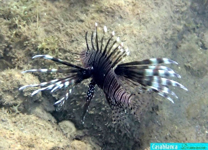 lionfish