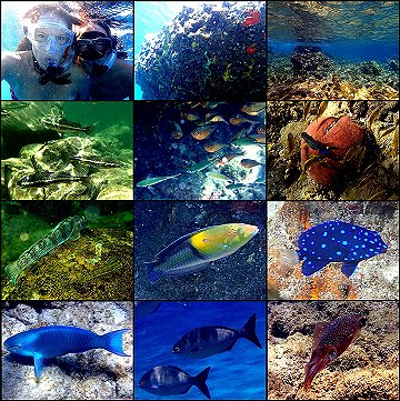 underwater snorkelling shots