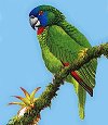 Jacquot
                    Parrot