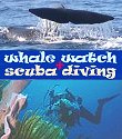 afternoon whale + dolphin
                                    safaris, Dominica's scuba centres +
                                    dive sites